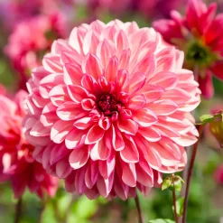 3 Dahlias décoratifs Bacardi - Un été de fleurs roses