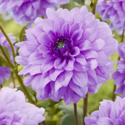 3 Dahlias décoratifs Blue Boy - Le bleu-violet qui claque