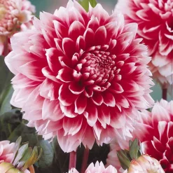 3 Dahlias décoratifs Fubuki rouge et blanc - Bouquets bicolores tout l'été
