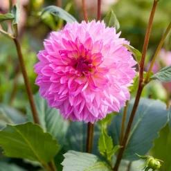 3 Dahlias décoratifs Sakura Fubuki roses - Un rose spectaculaire au jardin