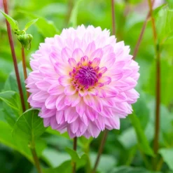 3 Dahlias décoratifs Sakura Fubuki roses - Un rose spectaculaire au jardin