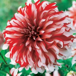 3 Dahlias décoratifs Santa Claus - Fleurs bicolores tout l'été