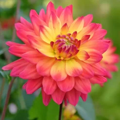 3 Dahlias décoratifs Tricolore - 3 couleurs sur une seule fleur