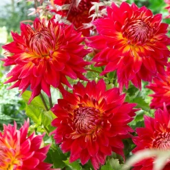 5 Dahlias en mélange - Un massif fleuri tout l'été