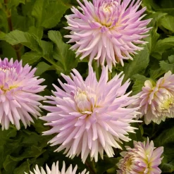 5 Dahlias en mélange - Un massif fleuri tout l'été