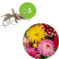 5 Dahlias en mélange - Un massif fleuri tout l'été