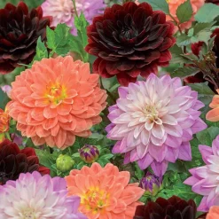 6 Dahlias en mélange - Un massif fleuri tout l'été