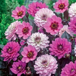 6 Dahlias à feuillage pourpre - Contraste pourpre et fleurs roses