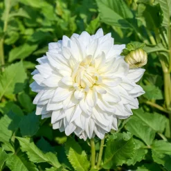 3 Dahlias géant Fleurel - Des fleurs XXL tout l'été