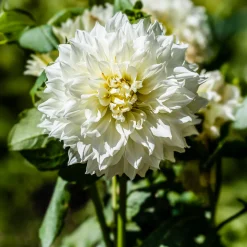 3 Dahlias géant Fleurel - Des fleurs XXL tout l'été