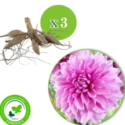 3 Dahlias géant Lavender Perfection - Des fleurs géantes tout l'été