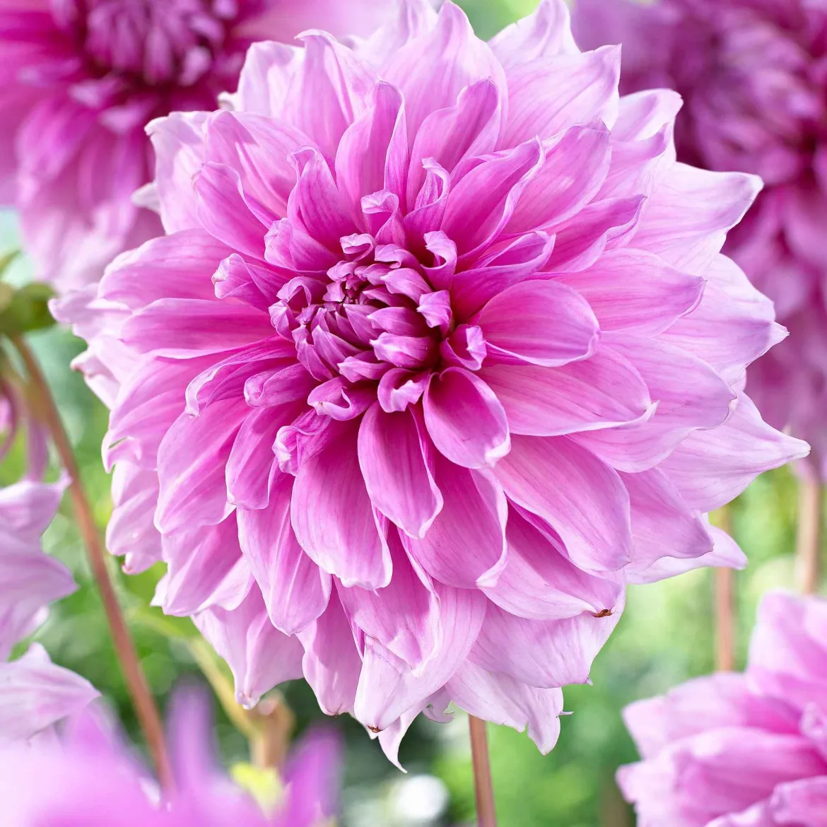 3 Dahlias géant Lavender Perfection - Des fleurs géantes tout l'été
