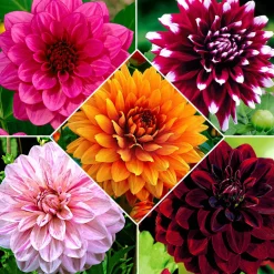 5 Dahlias à grandes fleurs en mélange - Des bouquets tout l'été
