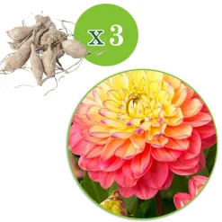 3 Dahlias Melody Allegro - Des bouquets tout l'été