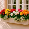 5 Dahlias nains (rouge, rose, blanc, orange, jaune) - Fleurs partout tout l'été