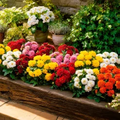 5 Dahlias nains (rouge, rose, blanc, orange, jaune) - Fleurs partout tout l'été
