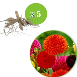 5 Dahlias pompon en mélange Ball Bio - Des pompons parfaits tout l'été