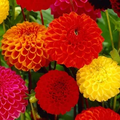 5 Dahlias pompon en mélange Ball Bio - Des pompons parfaits tout l'été