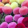 5 Dahlias pompons colorés en mélange - Des bouquets tout l'été