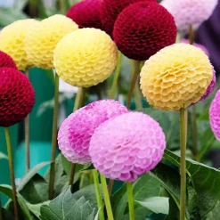 5 Dahlias pompons colorés en mélange - Des bouquets tout l'été