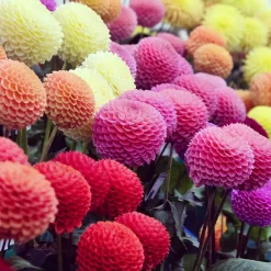 5 Dahlias pompons colorés en mélange - Des bouquets tout l'été
