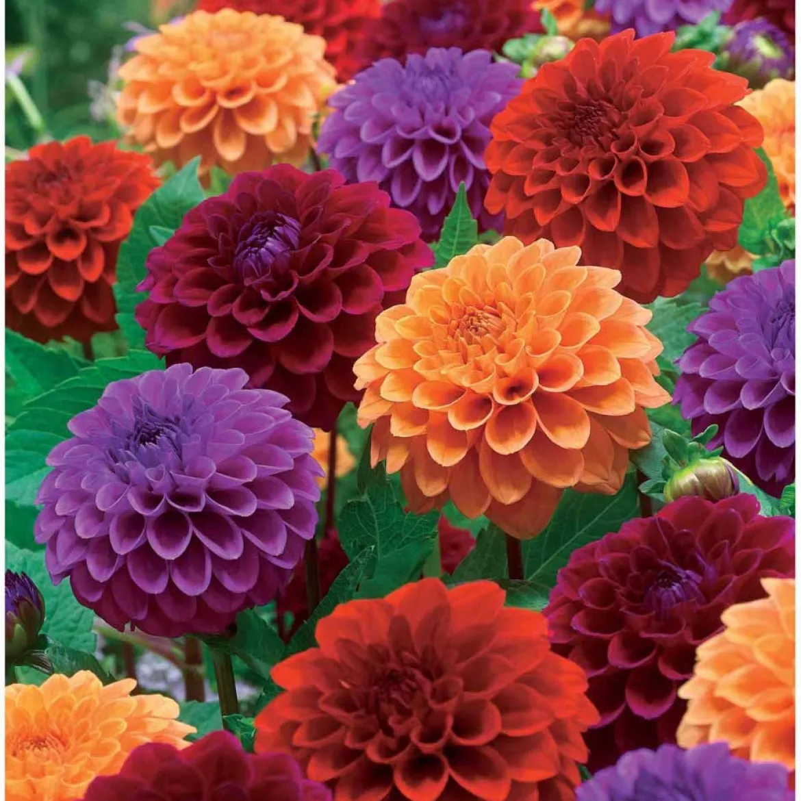 4 Dahlias pompons en mélange - Des pompons plein le jardin