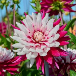 3 Dahlias Rebecca's World - Fleurs bicolores tout l'été