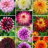 10 Dahlias The Ten en mélange - Un été 100% fleuri