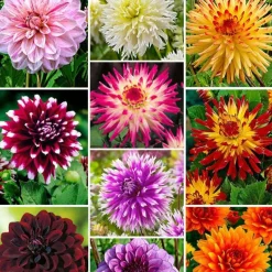 10 Dahlias The Ten en mélange - Un été 100% fleuri