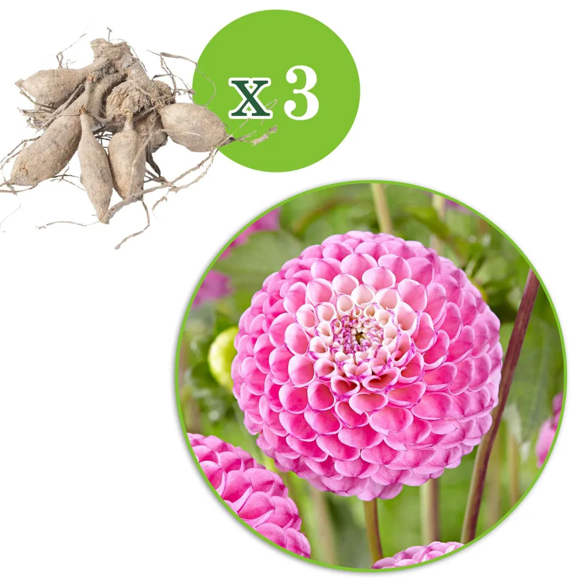 3 Dahlias Zippity Do Da - Des fleurs roses tout l'été