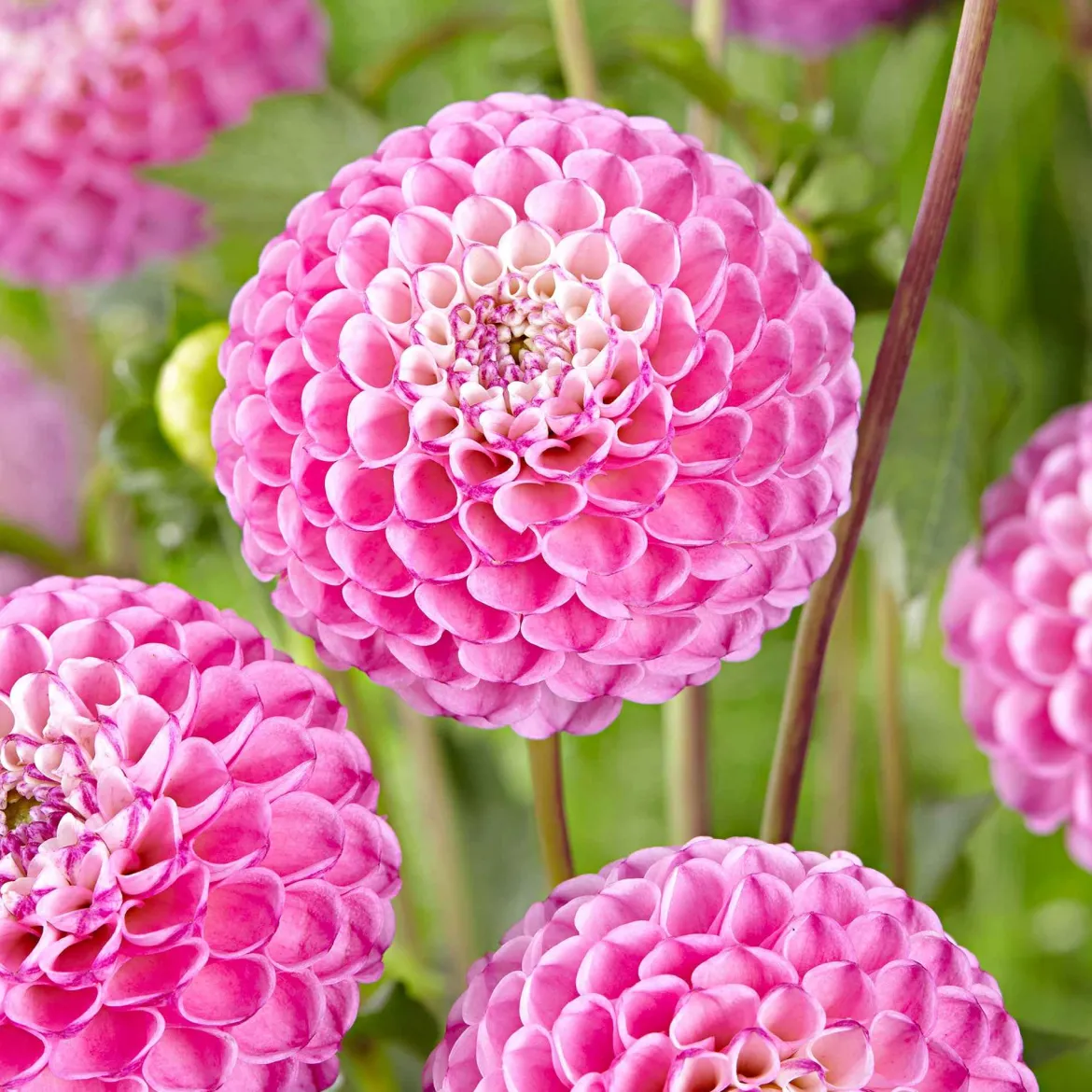 3 Dahlias Zippity Do Da - Des fleurs roses tout l'été