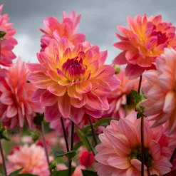 Dahlia Twiggy - Des bouquets tout l'été