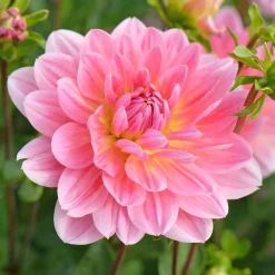 Dahlia Twiggy - Des bouquets tout l'été