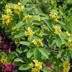 Daphne Royal Crown - Le parfum star du printemps