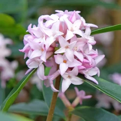 Daphne Spring Beauty® - Un parfum qui fleurit l'hiver