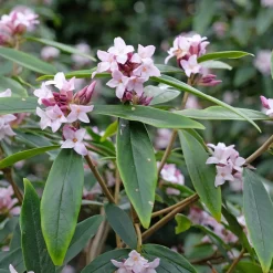Daphne Spring Beauty® - Un parfum qui fleurit l'hiver