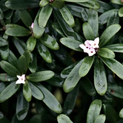 Daphne transatlantica Eternal Fragrance Blafra - Parfum tout l'été