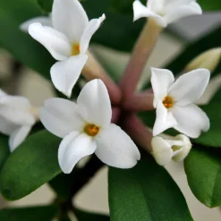 Daphne transatlantica Eternal Fragrance Blafra - Parfum tout l'été