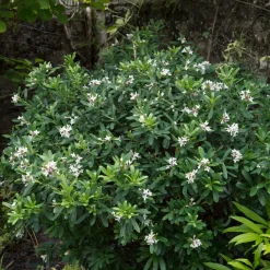 Daphne transatlantica Eternal Fragrance Blafra - Parfum tout l'été