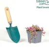 Delosperma Desert Dancer Red - Un tapis rouge sans effort