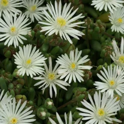 Delosperma Graaf Reinet - Un tapis fleuri sans effort