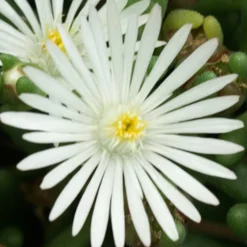 Delosperma Graaf Reinet - Un tapis fleuri sans effort