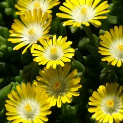 Delosperma Jewel of Desert Peridott ® - Tapis de fleurs sans effort