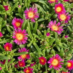Delosperma Wheels of Wonder® Hot Pink - Un tapis rose tout l'été