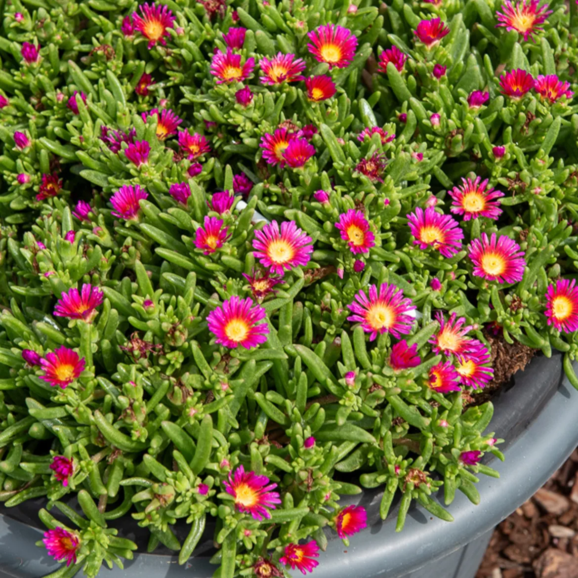 Delosperma Wheels of Wonder® Hot Pink - Un tapis rose tout l'été