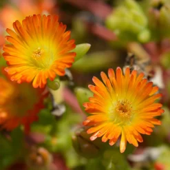Delosperma Wheels of Wonder® Orange - Un tapis de fleurs au soleil