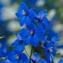 Delphinium belladones Bellamosum - Le bleu vif au jardin