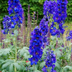 Delphinium belladones Bellamosum - Le bleu vif au jardin