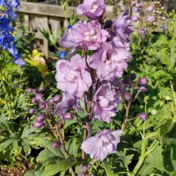 Delphinium géant Astolat - Des épis roses spectaculaires