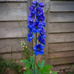 Delphinium géant Black Knight - Un mur de fleurs bleu nuit